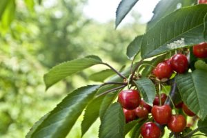 Bild von reifen Bio Kirschen am Kirschbaum