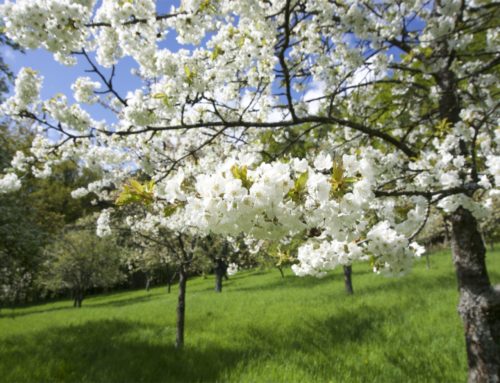 Kirschblüte in Mittelehrenbach