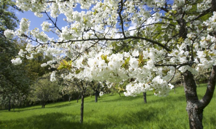 Kirschblüte in Mittelehrenbach Kirschblüte in Mittelehrenbach